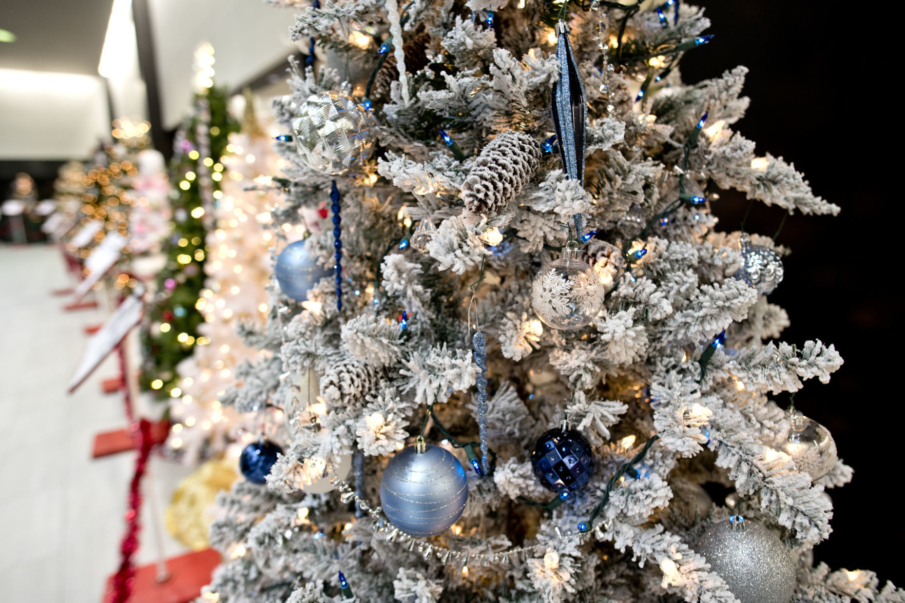 Festival of Trees